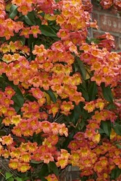 Tangerine Beauty Crossvine Bignonia - 1 Gallon Pot -Garden Supplies Sales 2024 Bignonia Tangerine Beauty 24