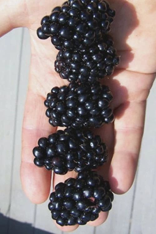 Apache Thornless Blackberry - 6 Pack of 1 Gallon Pots Apache Thornless Blackberry - 6 Pack Of 1 Gallon Pots -Garden Supplies Sales 2024 Blackberry Apache In hand 500x750 4