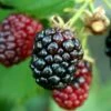 Arapaho Thornless Blackberry - 1 Gallon Pot -Garden Supplies Sales 2024 Blackberry Arapaho Rev 500x750 1