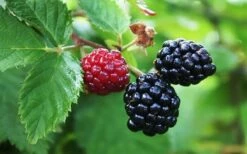 Arapaho Thornless Blackberry - 6 Pack Of 1 Gallon Pots -Garden Supplies Sales 2024 Blackberry Arapaho Thornless 1