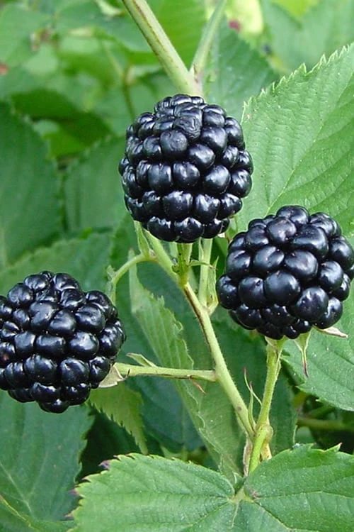 Natchez Thornless Blackberry - 3 Gallon Pot Natchez Thornless Blackberry - 3 Gallon Pot -Garden Supplies Sales 2024 Blackberry Natchez BS 1