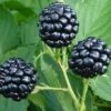 Natchez Thornless Blackberry - 6 Pack Of 1 Gallon Pots -Garden Supplies Sales 2024 Blackberry Natchez BS 2