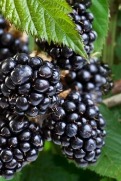 Navaho Thornless Blackberry - 6 Pack Of 1 Gallon Pots