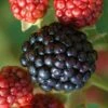 Osage Thornless Blackberry - 1 Gallon Pot -Garden Supplies Sales 2024 Blackberry Osage 1