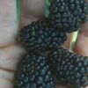 Prime Ark Traveler Blackberry Plant - 1 Gallon Pot -Garden Supplies Sales 2024 Blackberry Prime Ark Traveler 1 1