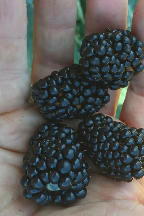 Prime Ark Traveler Blackberry Plant - 2 Gallon Pot Prime Ark Traveler Blackberry Plant - 2 Gallon Pot -Garden Supplies Sales 2024 Blackberry Prime Ark Traveler 1