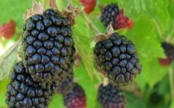 Triple Crown Thornless Blackberry Plant - 1 Gallon Pot -Garden Supplies Sales 2024 Blackberry Triple Crown 1