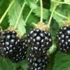 Triple Crown Thornless Blackberry Plant - 1 Gallon Pot -Garden Supplies Sales 2024 Blackberry Triple Crown 500x750 2