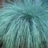 Beyond Blue Festuca (Fescue) - 6 Pack Of 1 Gallon Pots -Garden Supplies Sales 2024 Blue Fescue Beyond Blue 21