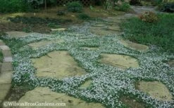 Blue Star Creeper (Laurentia Fluviatilis) - 3 Pack Of Quart Pots -Garden Supplies Sales 2024 Blue Star Creeper 20 1
