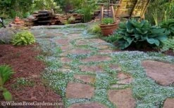 Blue Star Creeper (Laurentia Fluviatilis) - 18 Pack Of Pint Pots -Garden Supplies Sales 2024 Blue Star Creeper 21 2