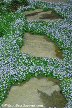 Blue Star Creeper (Laurentia Fluviatilis) - 18 Pack Of Pint Pots