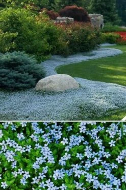 Blue Star Creeper (Laurentia Fluviatilis) - 3 Pack Of Quart Pots -Garden Supplies Sales 2024 Blue Star Creeper 24 1