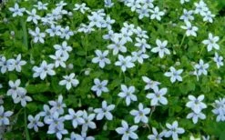 Blue Star Creeper (Laurentia Fluviatilis) - 6 Pack Of Pint Pots -Garden Supplies Sales 2024 Blue Star Creeper Laurentia 1
