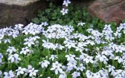 Blue Star Creeper (Laurentia Fluviatilis) - 6 Pack Of Pint Pots -Garden Supplies Sales 2024 Blue Star Creeper Laurentia Isotoma