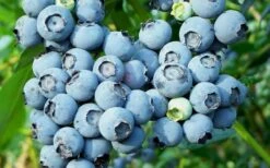 Alice Blue Rabbiteye Blueberry - 1 Gallon Pot -Garden Supplies Sales 2024 Blueberry Alice Blue
