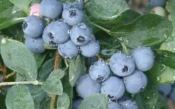 Becky Blue Rabbiteye Blueberry - 2.5 Quart Pot 5 Becky Blue Rabbiteye Blueberry - 2.5 Quart Pot -Garden Supplies Sales 2024 Blueberry Becky Blue