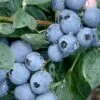 Becky Blue Rabbiteye Blueberry - 2.5 Quart Pot -Garden Supplies Sales 2024 Blueberry Becky Blue Rev 500x750 1