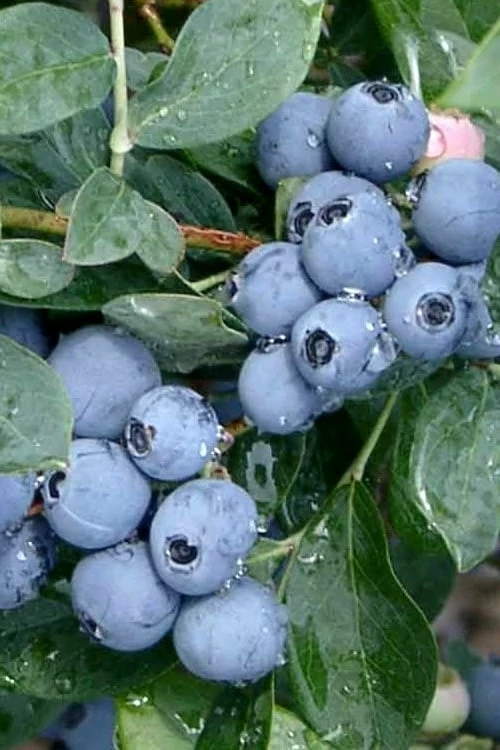Becky Blue Rabbiteye Blueberry - 2.5 Quart Pot Becky Blue Rabbiteye Blueberry - 2.5 Quart Pot -Garden Supplies Sales 2024 Blueberry Becky Blue Rev 500x750 1