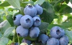 Bless Your Heart Rabbiteye Blueberry - 1 Gallon Pot -Garden Supplies Sales 2024 Blueberry Bless Your Heart