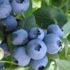 Bless Your Heart Rabbiteye Blueberry - 1 Gallon Pot -Garden Supplies Sales 2024 Blueberry Bless Your Heart 500x750 1