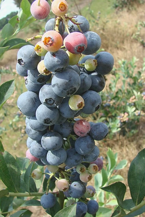 Climax Rabbiteye Blueberry - 2.5 Quart Pot Climax Rabbiteye Blueberry - 2.5 Quart Pot -Garden Supplies Sales 2024 Blueberry Climax Rev 500x750 1