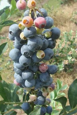 Climax Rabbiteye Blueberry - 6 Pack Of 1 Gallon Pots