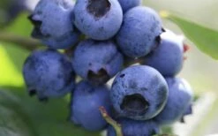 Delite Rabbiteye Blueberry - 1 Gallon Pot -Garden Supplies Sales 2024 Blueberry Delite