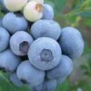Legacy Highbush Blueberry - 6 Pack Of 1 Gallon Pots -Garden Supplies Sales 2024 Blueberry Legacy Highbush 1 1
