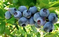 Misty Southern Highbush Blueberry - 3 Gallon Pot -Garden Supplies Sales 2024 Blueberry Misty