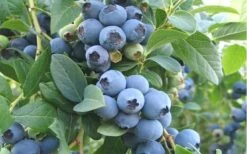 Ochlockonee Rabbiteye Blueberry - 3 Gallon Pot -Garden Supplies Sales 2024 Blueberry Ochlockonee