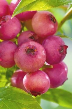 Pink Lemonade Blueberry - 6 Pack Of 1 Gallon Pots -Garden Supplies Sales 2024 Blueberry Pink Lemonade 6 1