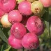 Pink Lemonade Blueberry - 3 Gallon Pot -Garden Supplies Sales 2024 Blueberry Pink Lemonade 8