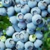 Austin Rabbiteye Blueberry - 1 Gallon Pot 2 Austin Rabbiteye Blueberry - 1 Gallon Pot -Garden Supplies Sales 2024 Blueberry Rabbiteye Austin 500x750 1