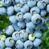 Brightwell Rabbiteye Blueberry - 1 Gallon Pot -Garden Supplies Sales 2024 Blueberry Rabbiteye Brightwell 500x750 3