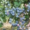 Ochlockonee Rabbiteye Blueberry - 3 Gallon Pot -Garden Supplies Sales 2024 Blueberry Rabbiteye Ochlockonee 500x750 1