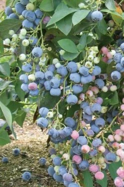 Ochlockonee Rabbiteye Blueberry - 3 Gallon Pot