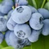 Vernon Rabbiteye Blueberry - 1 Gallon Pot -Garden Supplies Sales 2024 Blueberry Rabbiteye Vernon 500x750 2