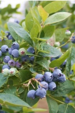 Jubilee Southern Highbush Blueberry - 3 Gallon Pot -Garden Supplies Sales 2024 Blueberry Southern Higbush Jubilee 500x750 1