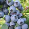 Biloxi Southern Highbush Blueberry - 1 Gallon Pot -Garden Supplies Sales 2024 Blueberry Southern Highbush Biloxi 500x750 1