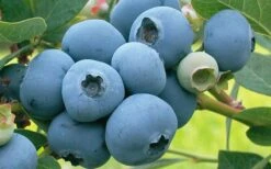 Takes The Cake Rabbiteye Blueberry Bush - 1 Gallon Pot -Garden Supplies Sales 2024 Blueberry Takes The Cake