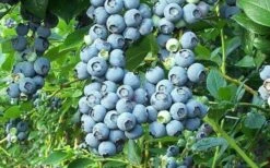 Tifblue Rabbiteye Blueberry - 6 Pack Of 1 Gallon Pots -Garden Supplies Sales 2024 Blueberry Tifblue