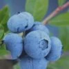Tifblue Rabbiteye Blueberry - 2.5 Quart Pot -Garden Supplies Sales 2024 Blueberry Tifblue Rev 500x750 3