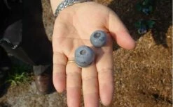 Titan Blueberry - 7 Gallon Pot -Garden Supplies Sales 2024 Blueberry Titan 1