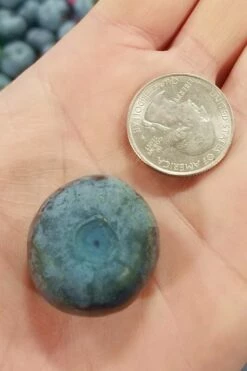 Titan Blueberry - 7 Gallon Pot