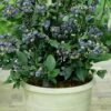 Top Hat Dwarf Blueberry - 1 Gallon Pot -Garden Supplies Sales 2024 Blueberry Top Hat 1