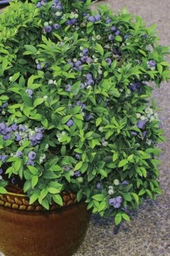 Top Hat Dwarf Blueberry - 1 Gallon Pot -Garden Supplies Sales 2024 Blueberry Top Hat 2