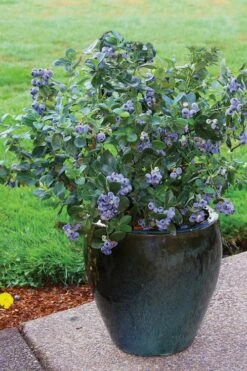 Top Hat Dwarf Blueberry - 1 Gallon Pot -Garden Supplies Sales 2024 Blueberry Top Hat 3