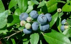 Vernon Rabbiteye Blueberry - 6 Pack Of 1 Gallon Pots -Garden Supplies Sales 2024 Blueberry Vernon