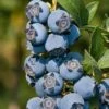 Star Southern Highbush Blueberry - 3 Gallon Pot -Garden Supplies Sales 2024 Blueverry Southern Highbush Star 500x750 1